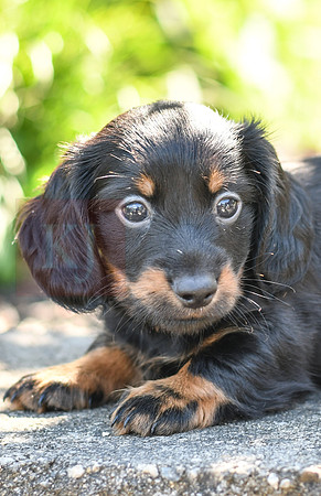 Zander_M_0590_Mini Dachshund-3