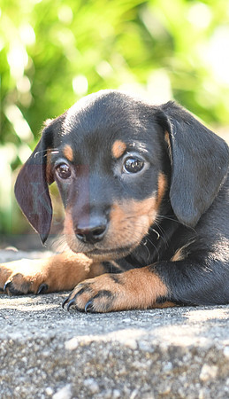 Zachery_M_0589_Mini Dachshund-3