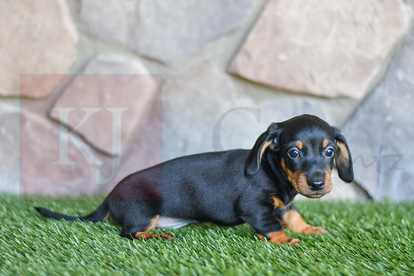 Sheffeild_M_0589_Mini Dachshund-3