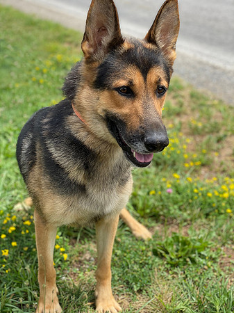 Father_German Shepherd