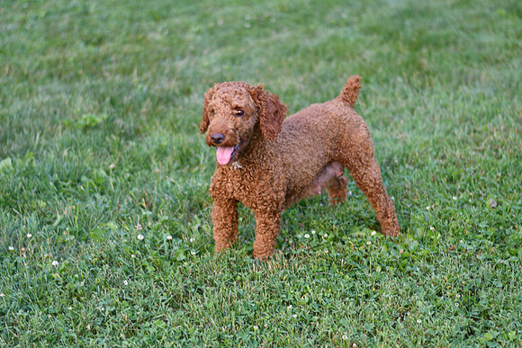 Sally_F_Mini Poodle_16#-1