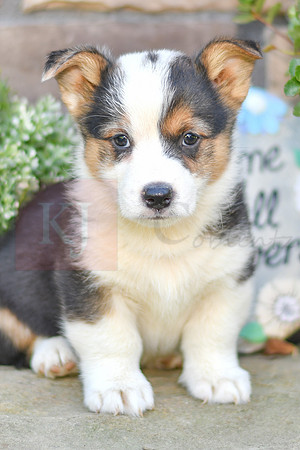 Kalvin_M_6891_Welsh Corgi-0790-2