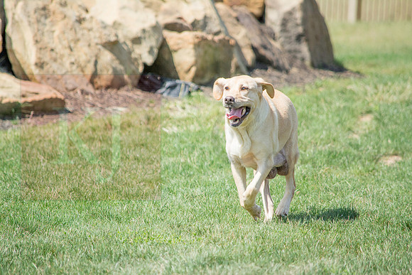 160916_QuailCreek Kennel_141