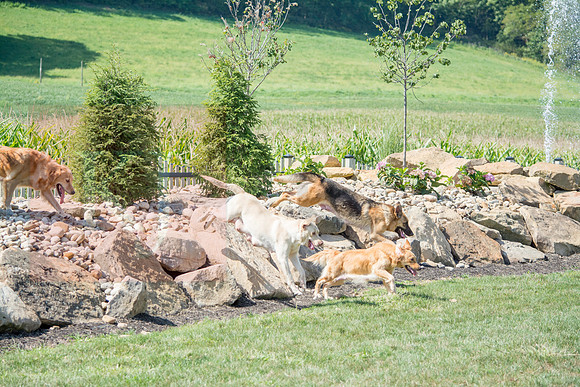 160916_QuailCreek Kennel_186