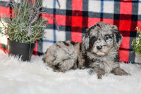 Pearl_F_0041_Aussiedoodle-7140