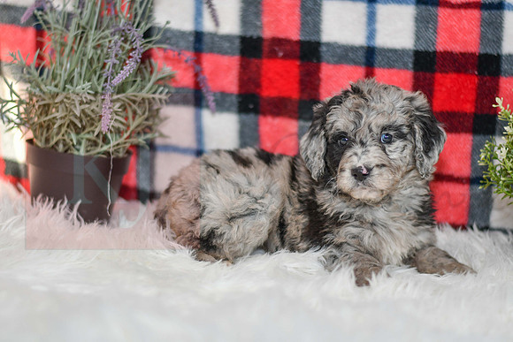 Pearl_F_0041_Aussiedoodle-7140