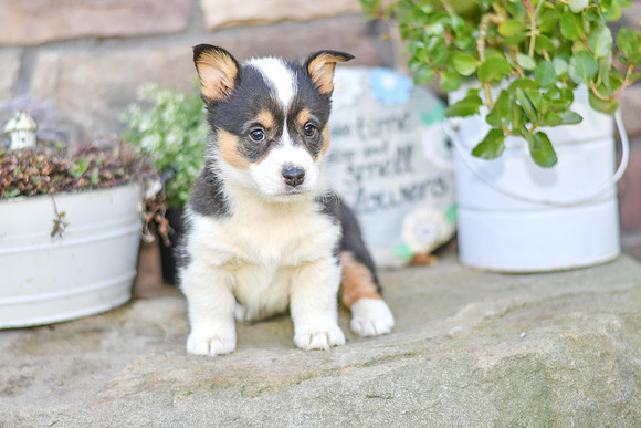 Kali_F_6890_Welsh Corgi-0760