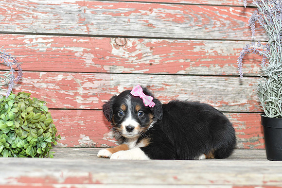 Eve_F_Australian Shepherd-1