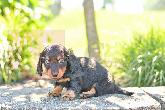 Zenia_F_0593_Mini Dachshund-1