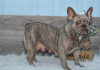 Lily_F_26#_Frenchie-7678