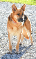 King_M_110#_German Shepherd_AKC-5939