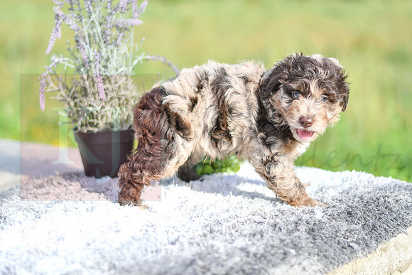 Maryah_F_4906_Aussiedoodle-1243