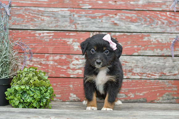 Emma_F_Australian Shepherd-3