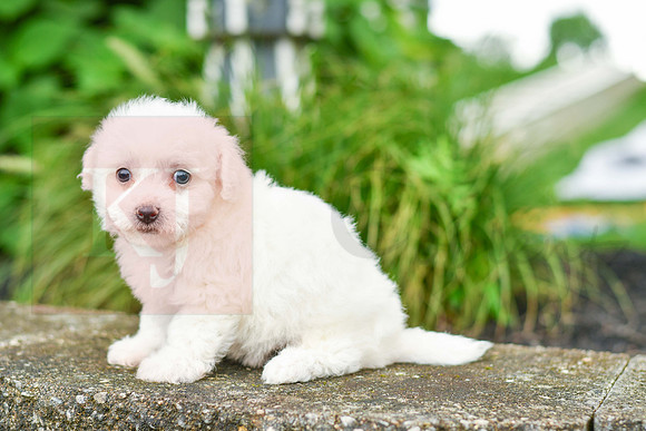 Riley_F_0582_Bichon-4