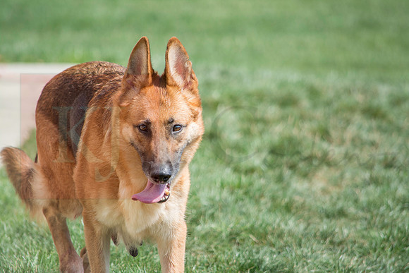 160916_QuailCreek Kennel_190
