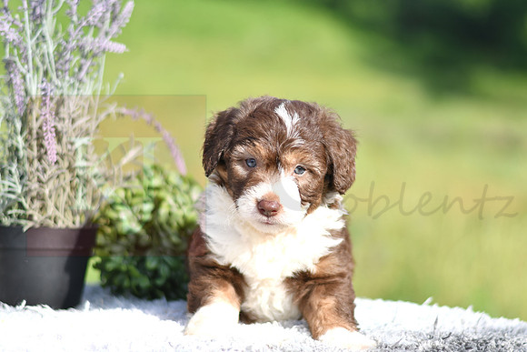 Mitch_M_4909_Aussiedoodle-1201