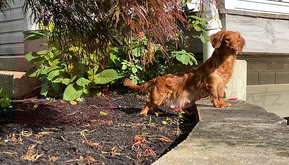Debbie_F_Mini Dachshunds_0