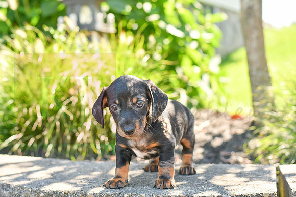 Zeb_M_0588_Mini Dachshund-1