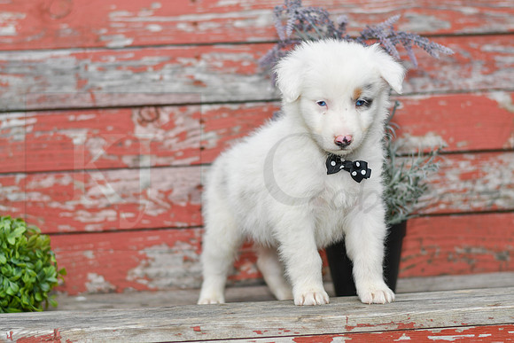 Ernie_M_Australian Shepherd-2