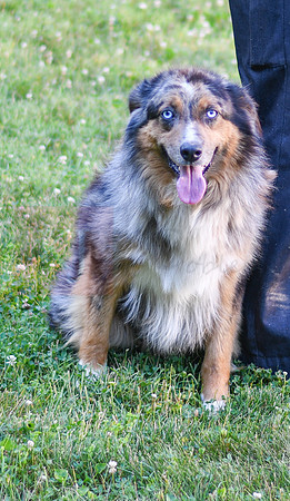 Sparky_M_Aussie_40#-1