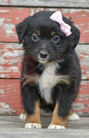 Emma_F_Australian Shepherd-4
