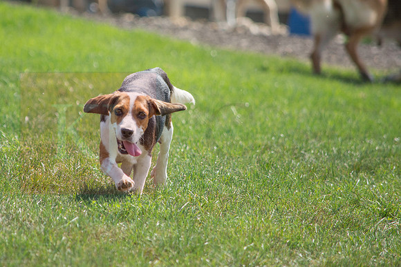 160916_QuailCreek Kennel_139