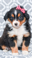 Gracie_M_5789_Australian Shepherd-3