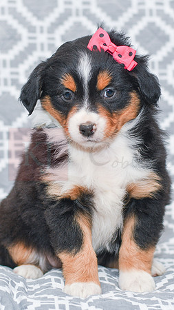 Gracie_M_5789_Australian Shepherd-3
