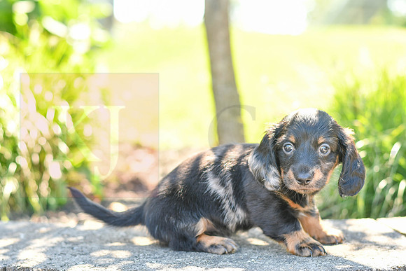 Zella_F_0591_Mini Dachshund-4