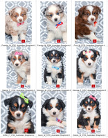 10.07.23 Mini Aussies Litter Photo