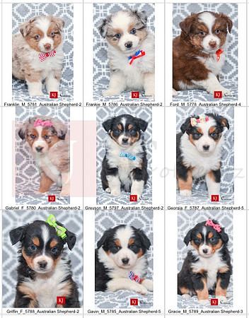 10.07.23 Mini Aussies Litter Photo