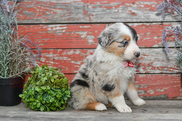 Euro_M_Australian Shepherd-3