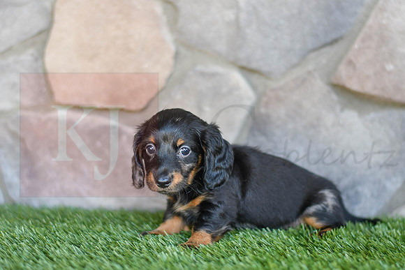 Shadow_F_0591_Mini Dachshund-3