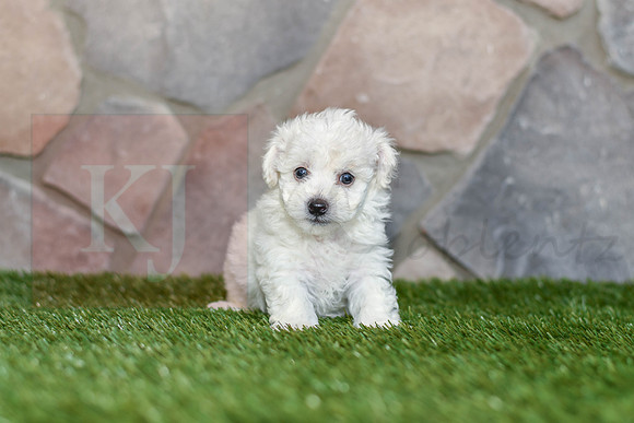Jami_F_0585_Bichon-1