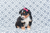Gracie_M_5789_Australian Shepherd-1