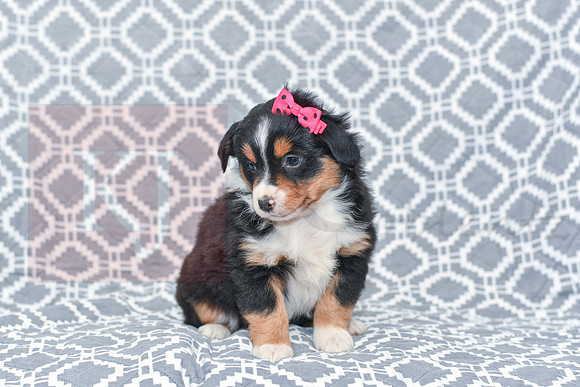 Gracie_M_5789_Australian Shepherd-1