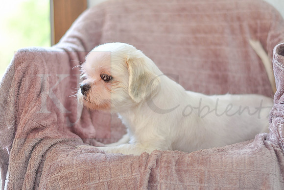 Carla_F_Lhasa Apso_15#-3744