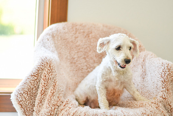 Bonnie_Female_Bichon_13#-1