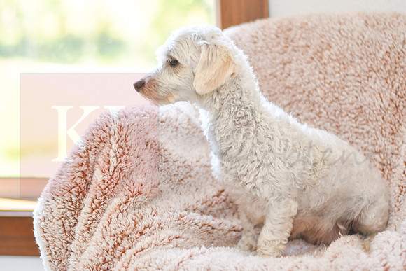 Mable_Female_Bichon_10#-1