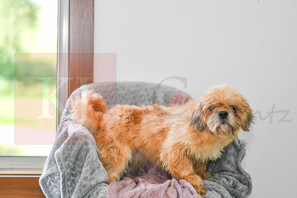 Jared_M_20#_Lhasa-Apso-1087