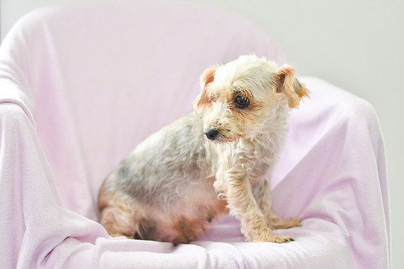 Minty_8#_F_Yorkie-1