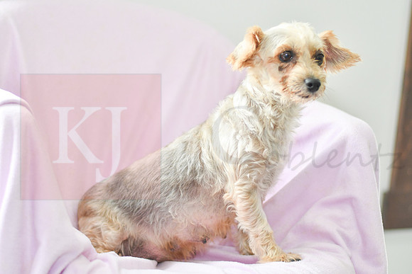Minty_8#_F_Yorkie-2