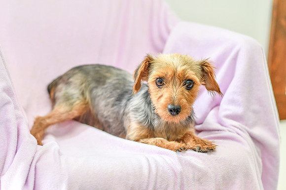 Isabell_8#_F_Yorkie-1