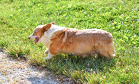Kelly_F_Corgi_30#-1