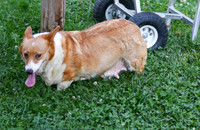 Lexi_F_Corgi__AKC_35#-1