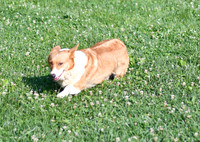 Kelly_F_Corgi_30#-2