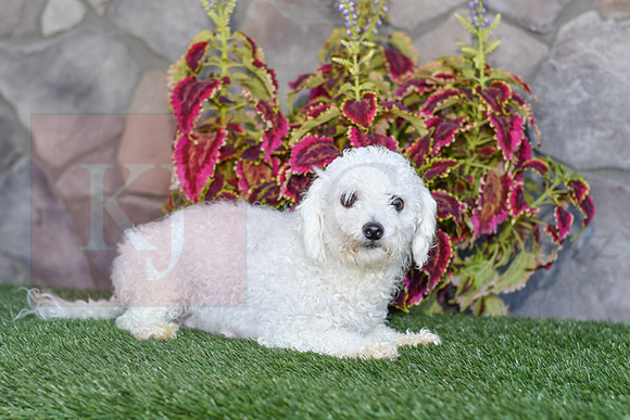 Candy_F_Bichon_10#-1