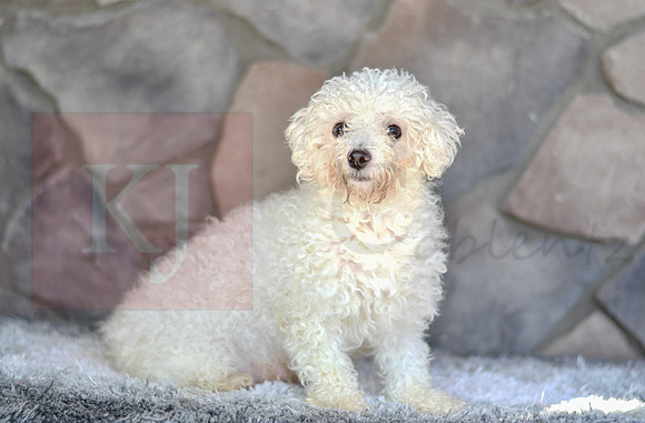 Mae_F_12#_Bichon Frise-1
