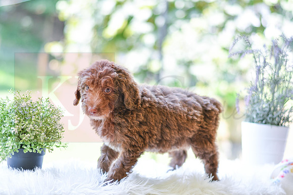 Mitch_M_0022_Aussiedoodle