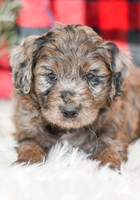 October_M_9872_Aussiedoodle-7250-2